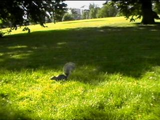 Hyde Park