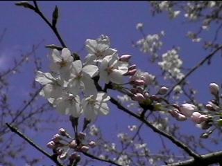 Spring has come