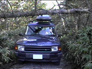Down tree