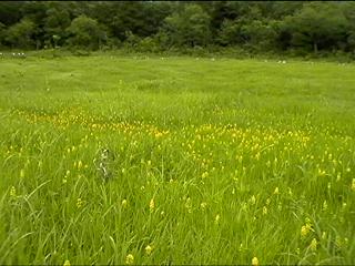 Damp ground